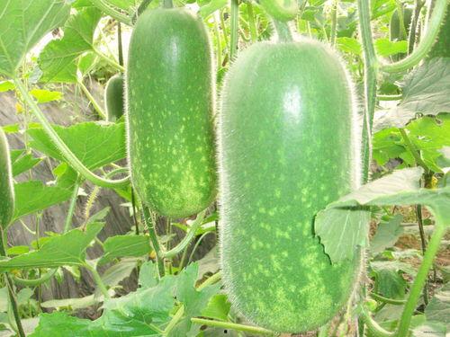 网红周丽珊吃瓜图片大全