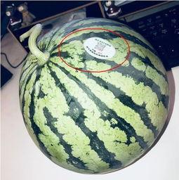 网红柴瓜怎么吃