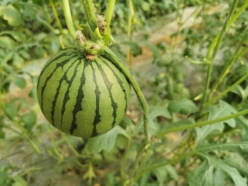 宁夏网红吃瓜事件真相是真的吗