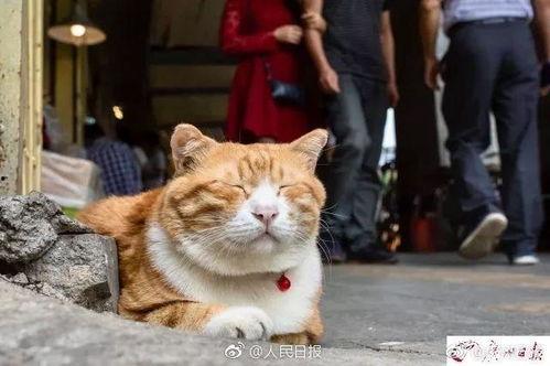 网红猫吃贝贝瓜