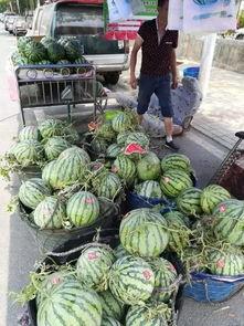 秦安网红吃瓜事件视频,一场网络热议的瓜田奇谈