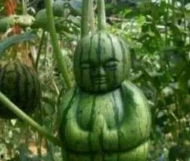 陇南市网红吃瓜事件真相,真相背后的网络狂欢与反思