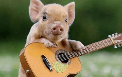 吃瓜网红小胖猪,揭秘网红界的“瓜田”风云